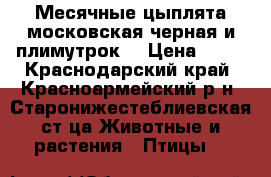 Месячные цыплята московская черная и плимутрок. › Цена ­ 80 - Краснодарский край, Красноармейский р-н, Старонижестеблиевская ст-ца Животные и растения » Птицы   